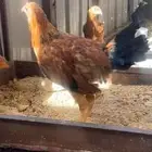 ديك باكستاني