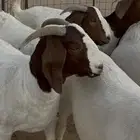 معزا بورقوت دفيع