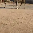 قعود تمامي كفو