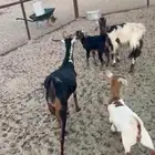 القاعه