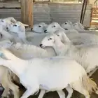 20 جذعات دفيع بفحلها