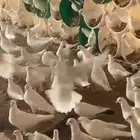 حمام فرنسي