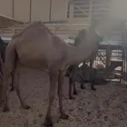 قعدان قصب