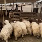 ذبايح نعيم حري تيوس