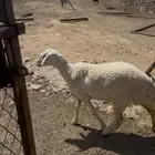 رخله جذعه صنف   تم البيع