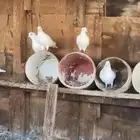 حمام فرنسي  وز