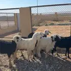 خرفان مشاريك