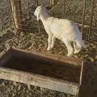 خروف للبيع