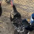 السلام عليكم للبيع ديكه رومي   4 طيبات وعمرهن 9 شهور