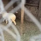 حريات العدد حول 7 طيبه العمر جدعان