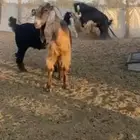 للبيع تيس شرط