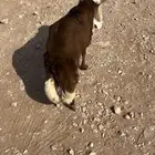 البيع خروف رفيدي سنه جذع ظهره حد الغلاق وطرفه كفو وسليم