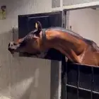 حصان شعبي فاخر