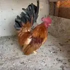 ابها
