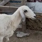 للبيع شاه رباع مقلعه سديس دافع