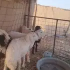 سلام