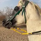 خيل حصان