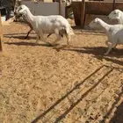 ضان دفيع
