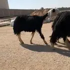 شياه نجد فواخر ( تم البيع )