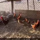 دجاج بط وز