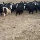 معزا عوارض مراح