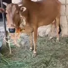 بقره كفو عليها حسيله