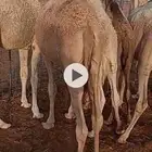 قعدان العدد 11 فيهن بكرتين