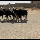 رخال نجد نوادر ( تم البيع )
