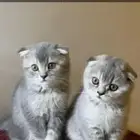 كتن سكوتش فولد للبيع