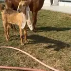للبيع عنز والد خصصم