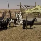 معزا
