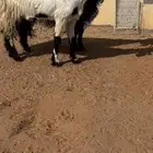 معراء مشاريك مضاريع