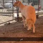للبيع خروف فحل ثني صنف
