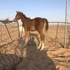مهر جزيري ( كحيلان كروش )