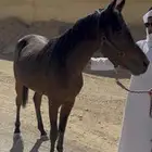 مهرين للبيع حد 5 ( البيع جملة ) السلامة شرط و جاهزة للعسف