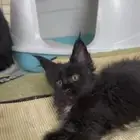 قطط ماين كون متبقي ذكر بلاك للبيع