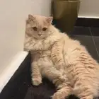 قطتين للبيع