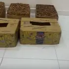تمر