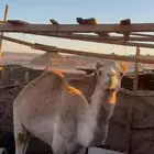 قعود حر ماطب السيده شايف اخوه للبيع