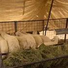 طليان كفو حري