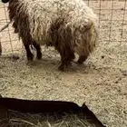 رخل ثنيه نعيمه حايل شرط و فل شحم