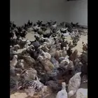 للبيع فراريج وصيصان