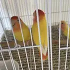 طيور منحاشه