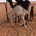 قعدان للبيع طيبه الموقع شروره