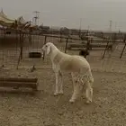 مشروع فحل صنف الصنف تمم البيع