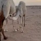 قعود لباني