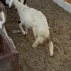 رخل حريه نضيفه ذبيحه