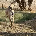 تيس ( صنف ) ماشالله جذع للبيع