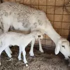 شاه ثنيه حريه والد ونافره
