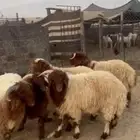 جذعان نعيم جبره كناور